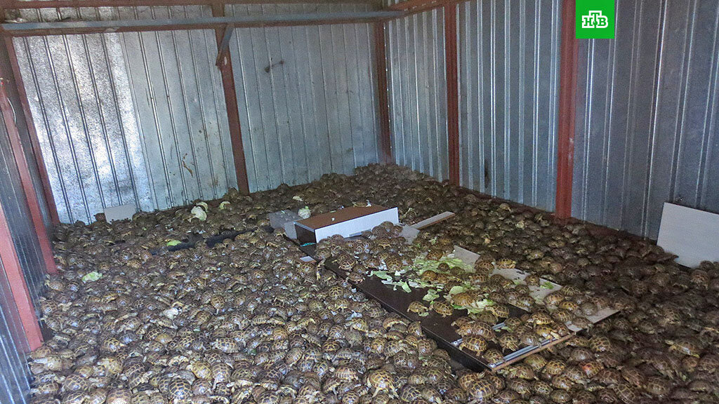 Среднеазиатские черепахи, изъятые сотрудниками Оренбургской таможни на границе с Казахстаном при попытке их нелегального ввоза на территорию РФ в 2019 г.