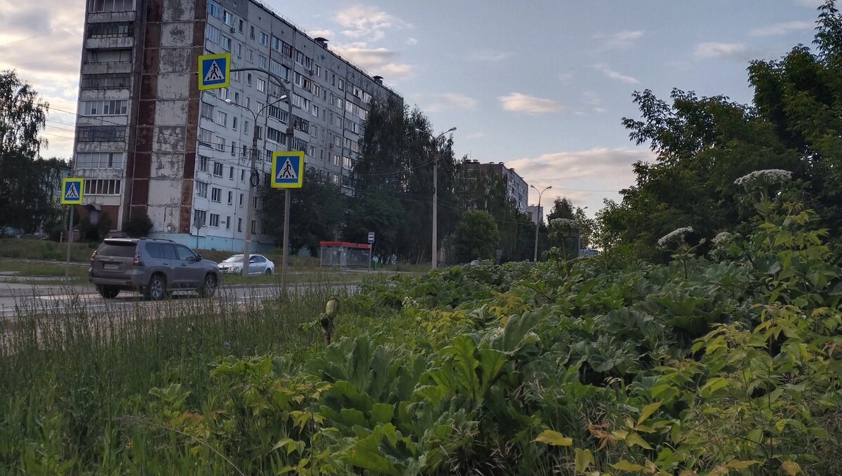     В социальных сетях жители Ижевска назвали территории, заросшие борщевиком.