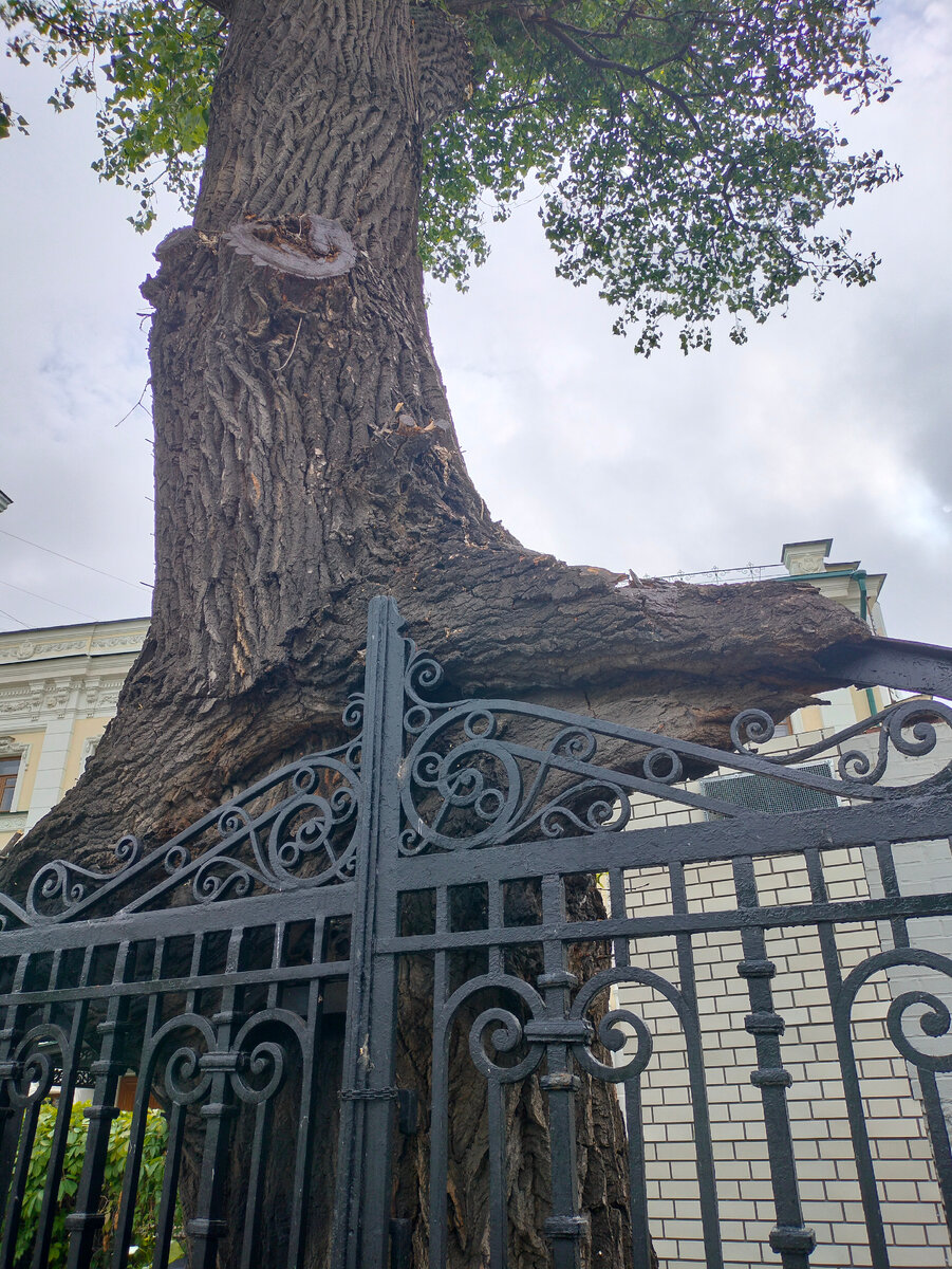 Содружество дерева и металла. Фото автора.