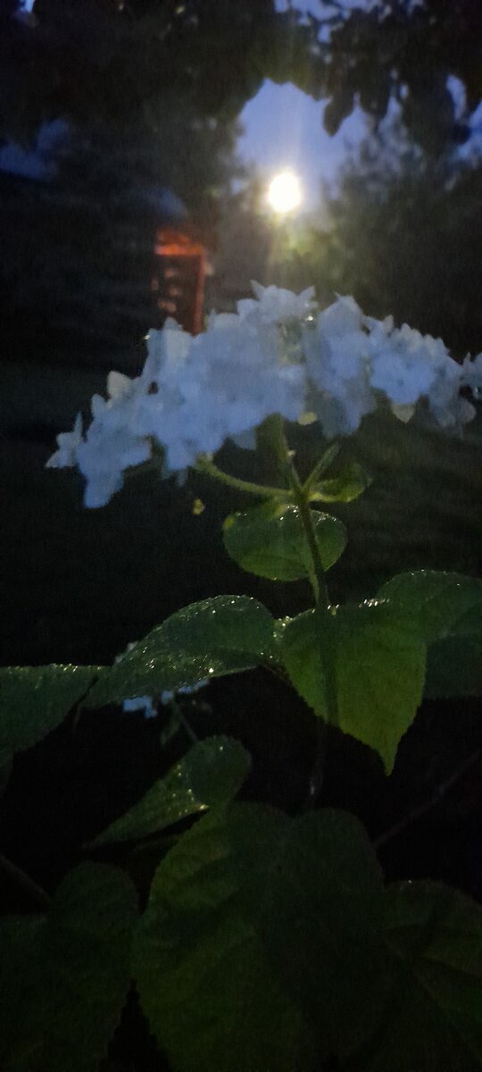 Летний дождь. | Вечерние беседы с Ларой | Дзен