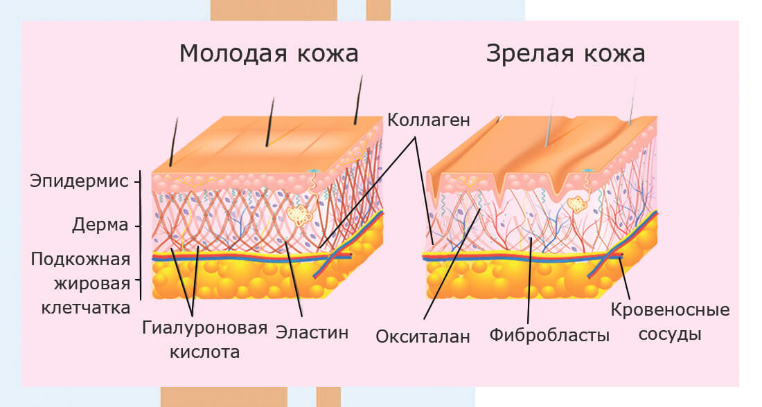 Различие между молодой и зрелой кожи на тканевом гистологическом уровне
