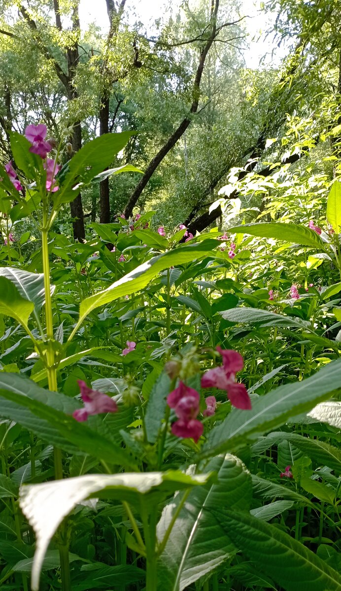 02.07.2023 г. Парк на Яузе. Вид с эко-тропы. Прогулка наша. Фото автора.