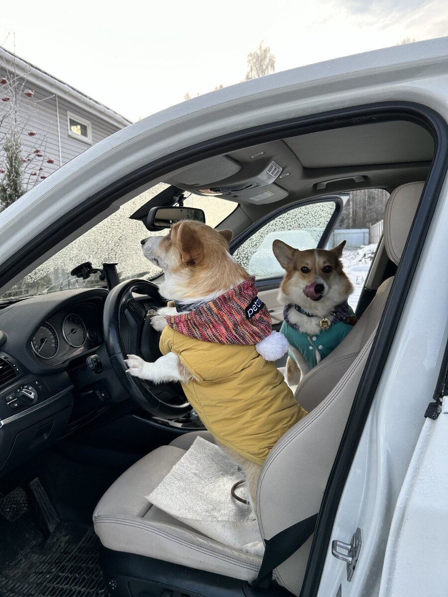 Наклейка корги на машину
