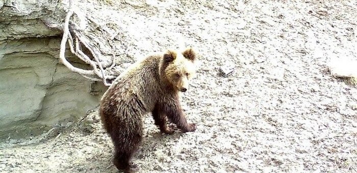 В Алтайском государственном заповеднике выпустили в вольер медвежат-сирот Тишку 