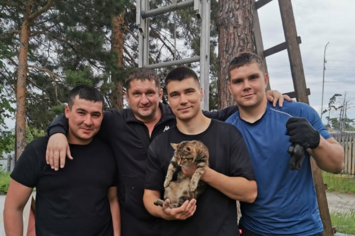    Котёнка, застрявшего на 8-метровой высоте, спасли жители в Бурятии
