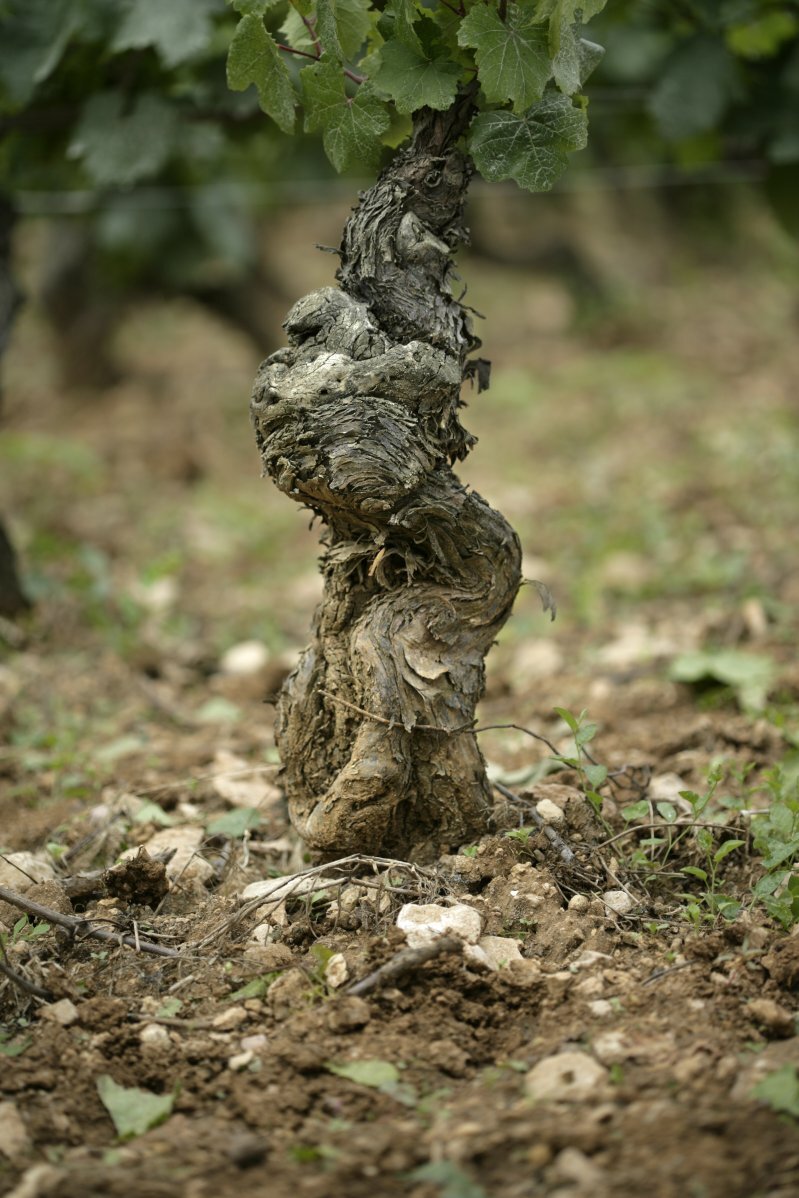 Фото: © Архив SWN