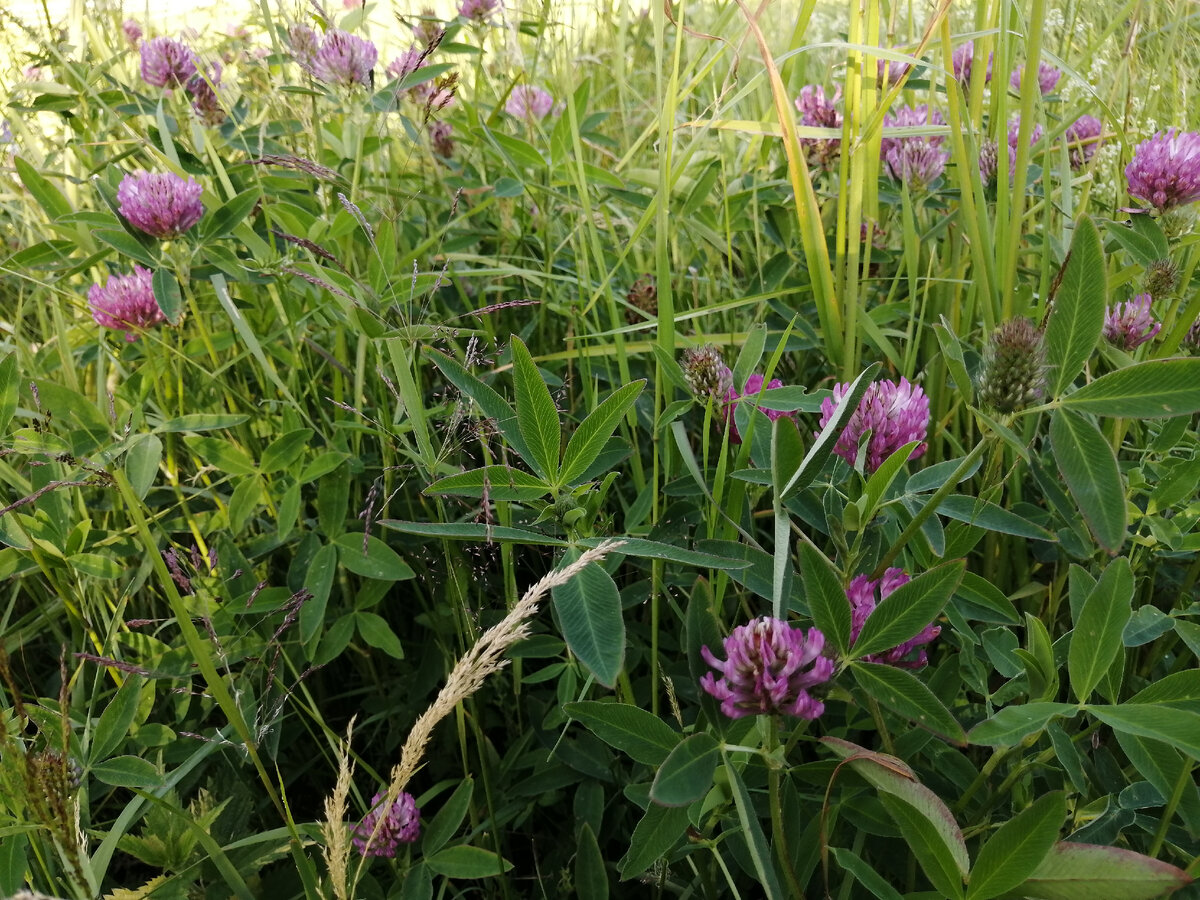Клевер, его мы несколько лет назад посеяли на площади участка в 15 соток, а сейчас осталось его совсем немного, несколько кустиков, которые самосевом продолжают свой род. 