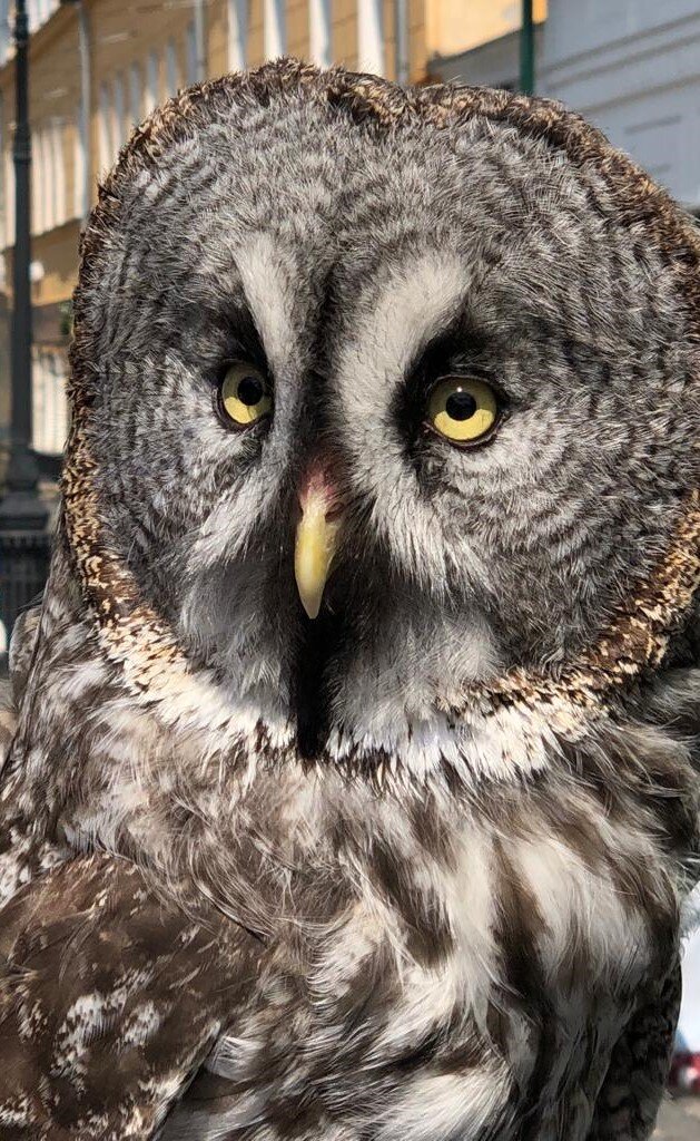 Ног у совы две
Грудь у неё одна
Рук у совы нет
И попа почти не видна
Есть у совы голова
К ней прикреплён клюв
Ушей у совы два
Поэтому чуткий слух
Сзади у сов хвост
Слева одно крыло
Справа ещё одно
У сов маленький рост
Есть у совы спина
Часто бывает живот
Есть у совы слюна
(Если залезть ей в рот)
Перья у сов есть
Шерсти у них нет
Сова - это просто жесть
Опять сегодня не высплюсь...
     (Автор неизвестен)