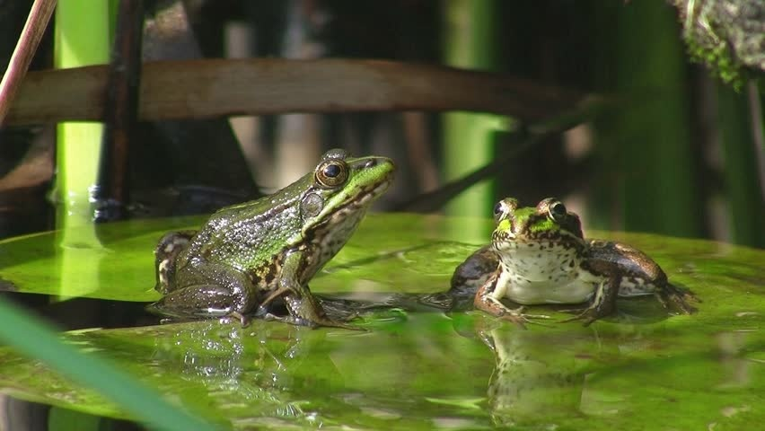 А по утру лягушки квакали. Жаба в болоте. Лягушки квакают к дождю. Лягушки квакают в пруду. Лягушка на болоте.