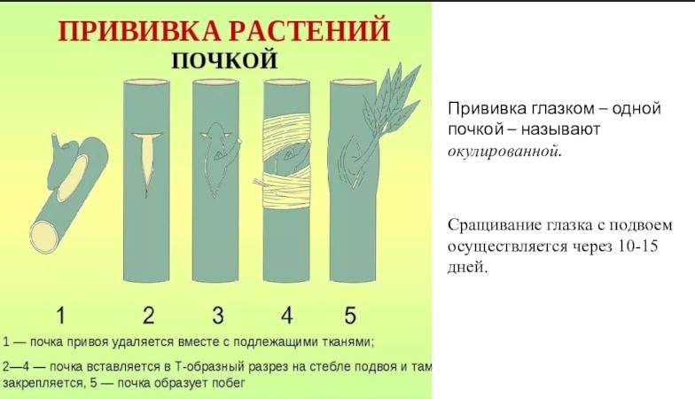 В какое время следует проводить прививку почкой. Вегетативное размножение прививки. вегетативное размножение прививкой почкой. окулировка прививка глазком. вегетативное размножение прививкой глазком.