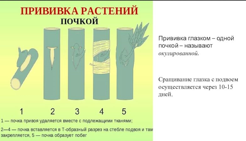 Вегетативное размножение прививки. Вегетативное размножение прививкой почкой. Окулировка прививка глазком. Вегетативное размножение прививкой глазком.