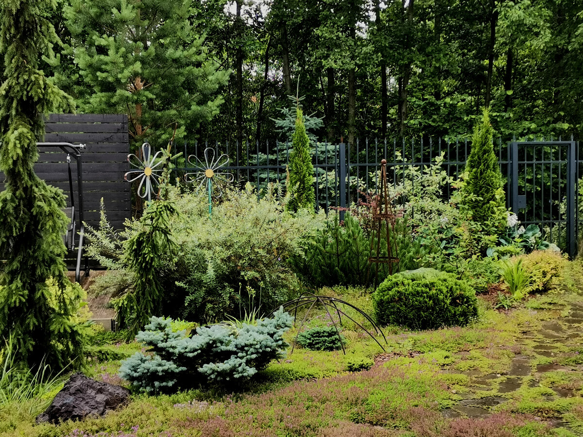 Ёлки, туи, сосна горная, спирея серая