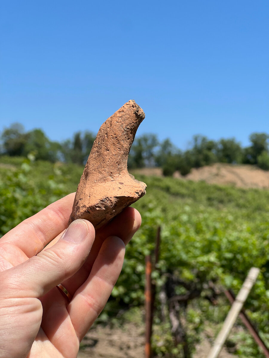 Вот так запросто,прогуливаясь по кромке поля, ещё можно найти частичку средневекового сосуда - обломок его ручки. Раньше, при вспахивании виноградников, плуг мог вывернуть из земли целую амфору… сейчас столетние осколки уже превратились в мелкий винегрет и становятся всё мельче, обращаясь  в прах…