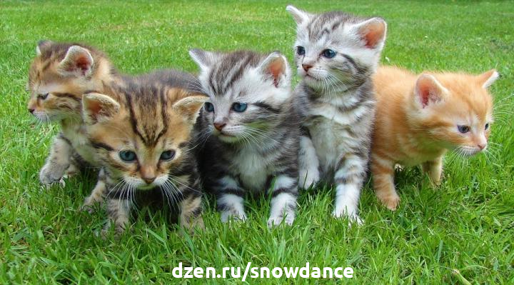 Беременная кошка... Как за ней ухаживать?
