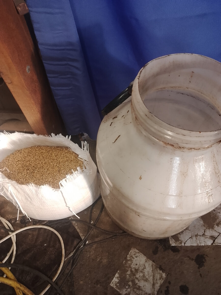 Купил ячмень за 150₽. Начал делать солод.