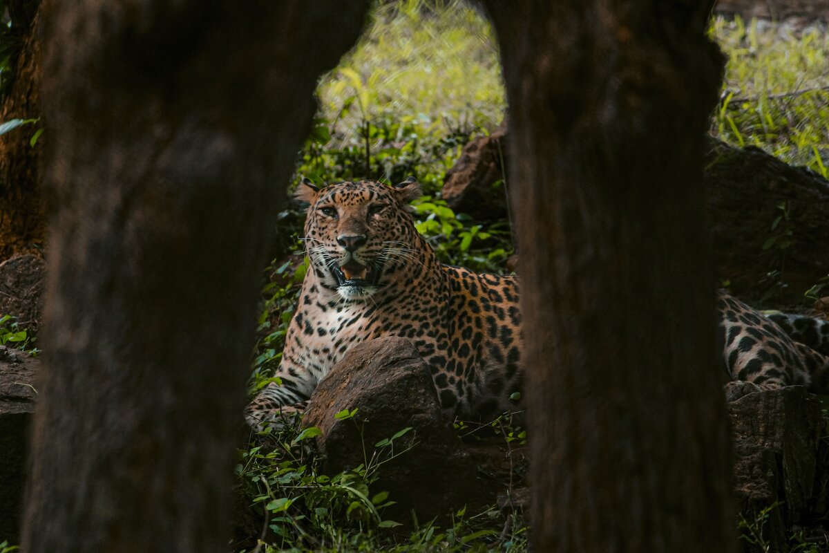 Картинка с бесплатного фотостока https://unsplash.com, автор Aslam Baig