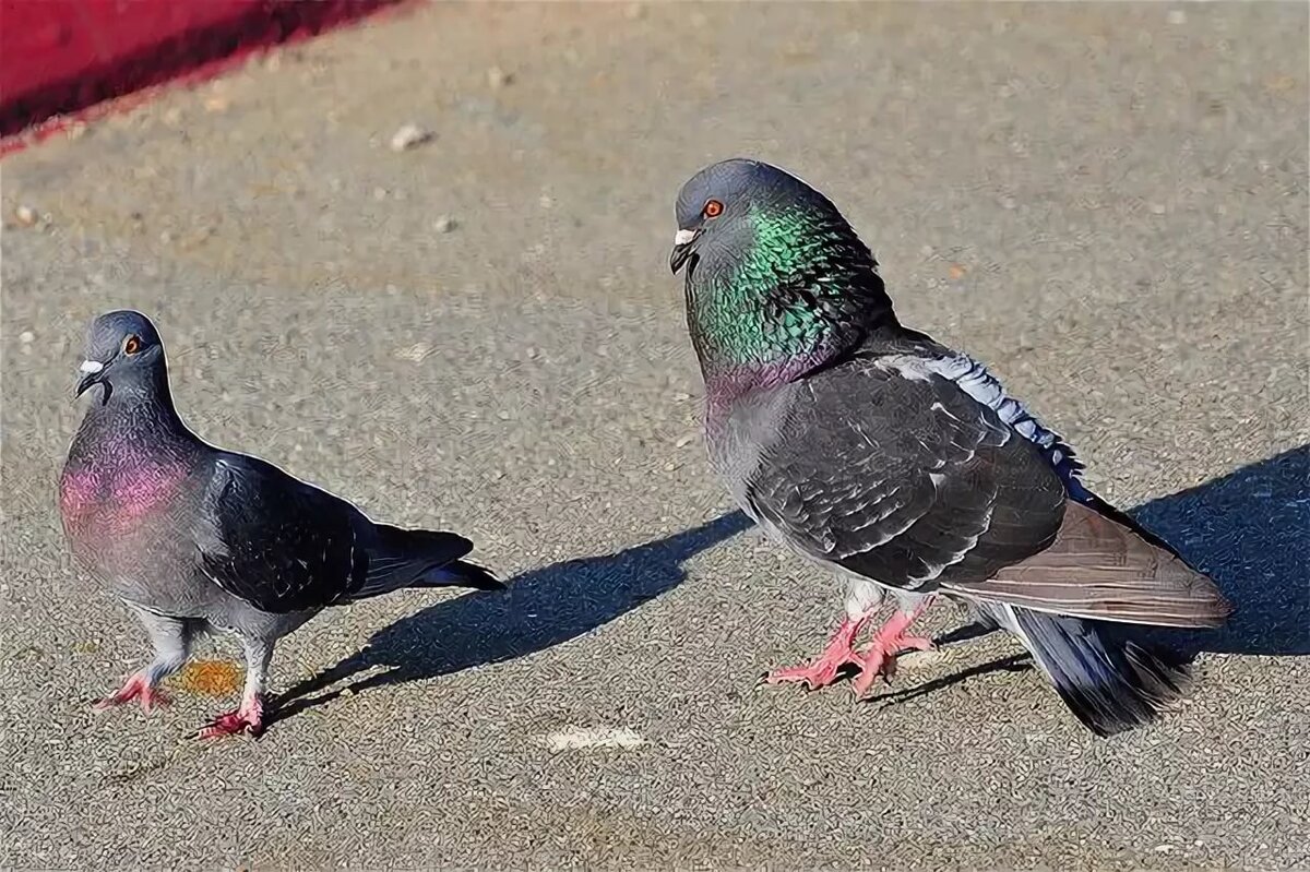 Фото из сети интернет в свободном доступе, спасибо автору.