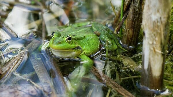    © Sputnik / Альфред Микус
