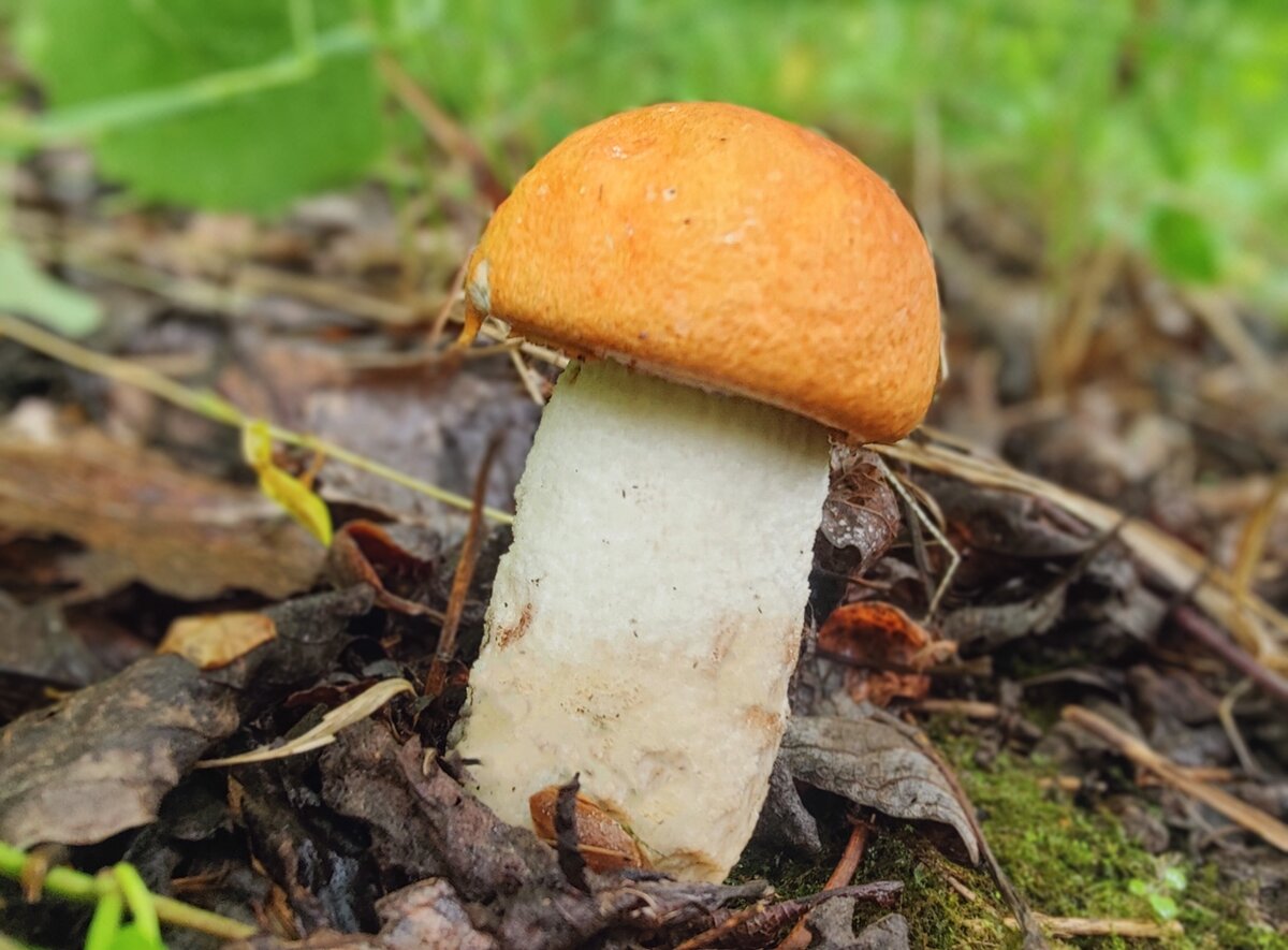 Подосиновик. Фото автора.