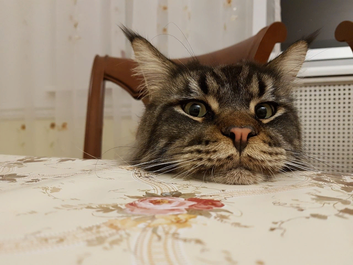 😿Как понять, что вашей кошке не хватает любви и внимания | Нос, хвост,  лапы | Дзен