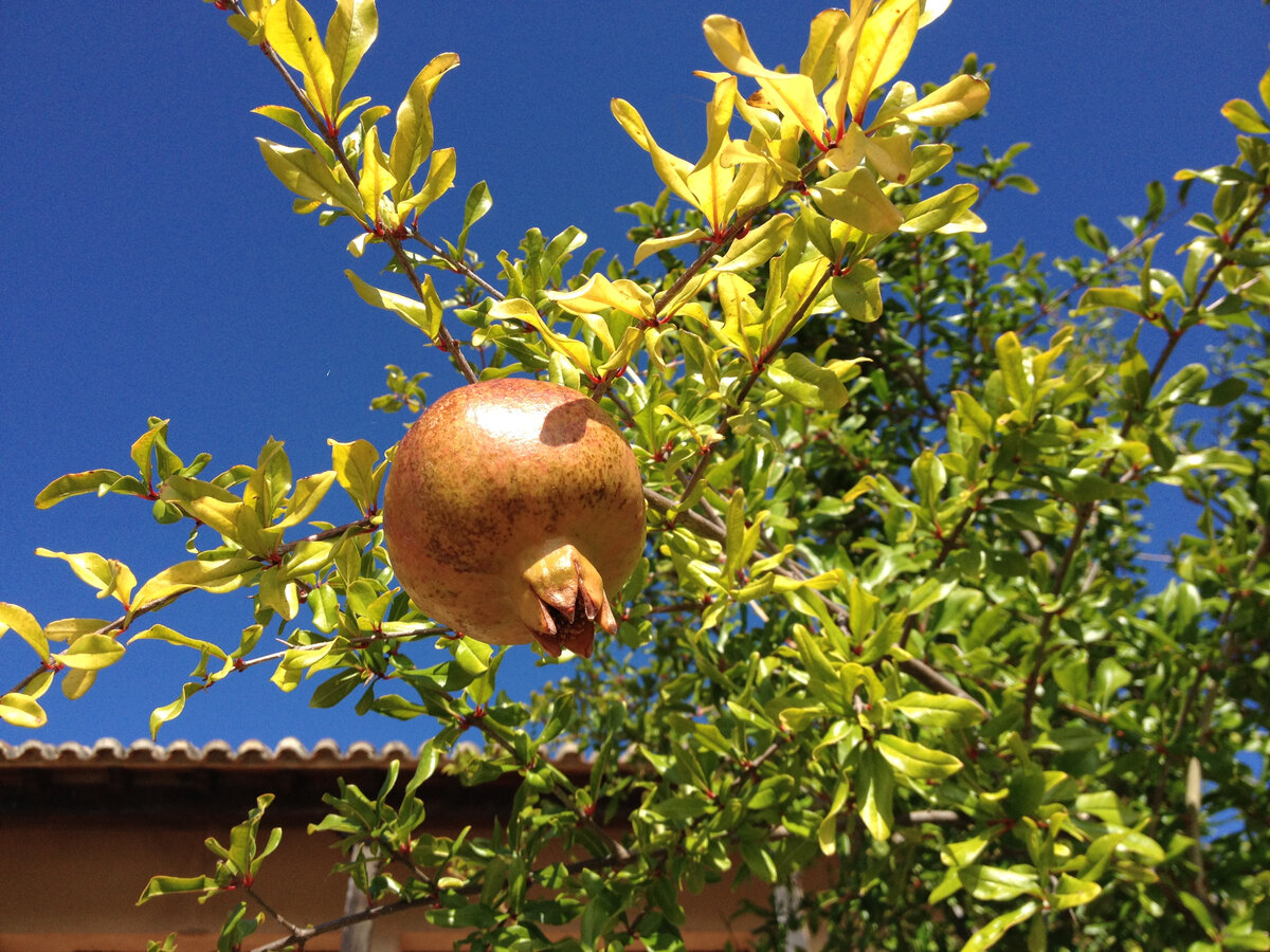 Именно это растение дало название всему поселку, Тут и сейчас растет много гранатов