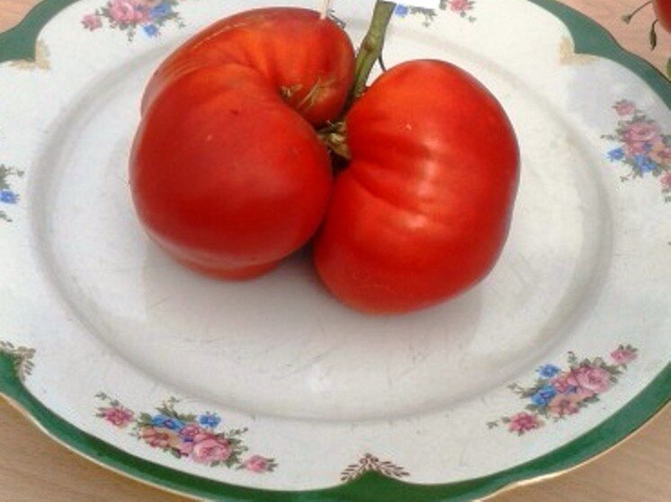     Урожай. Фото: Вячеслав Коротин