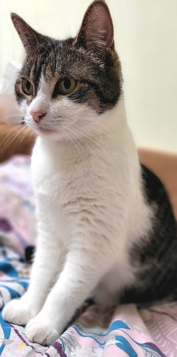 Фирменный взгляд Принцессы Хамлостана