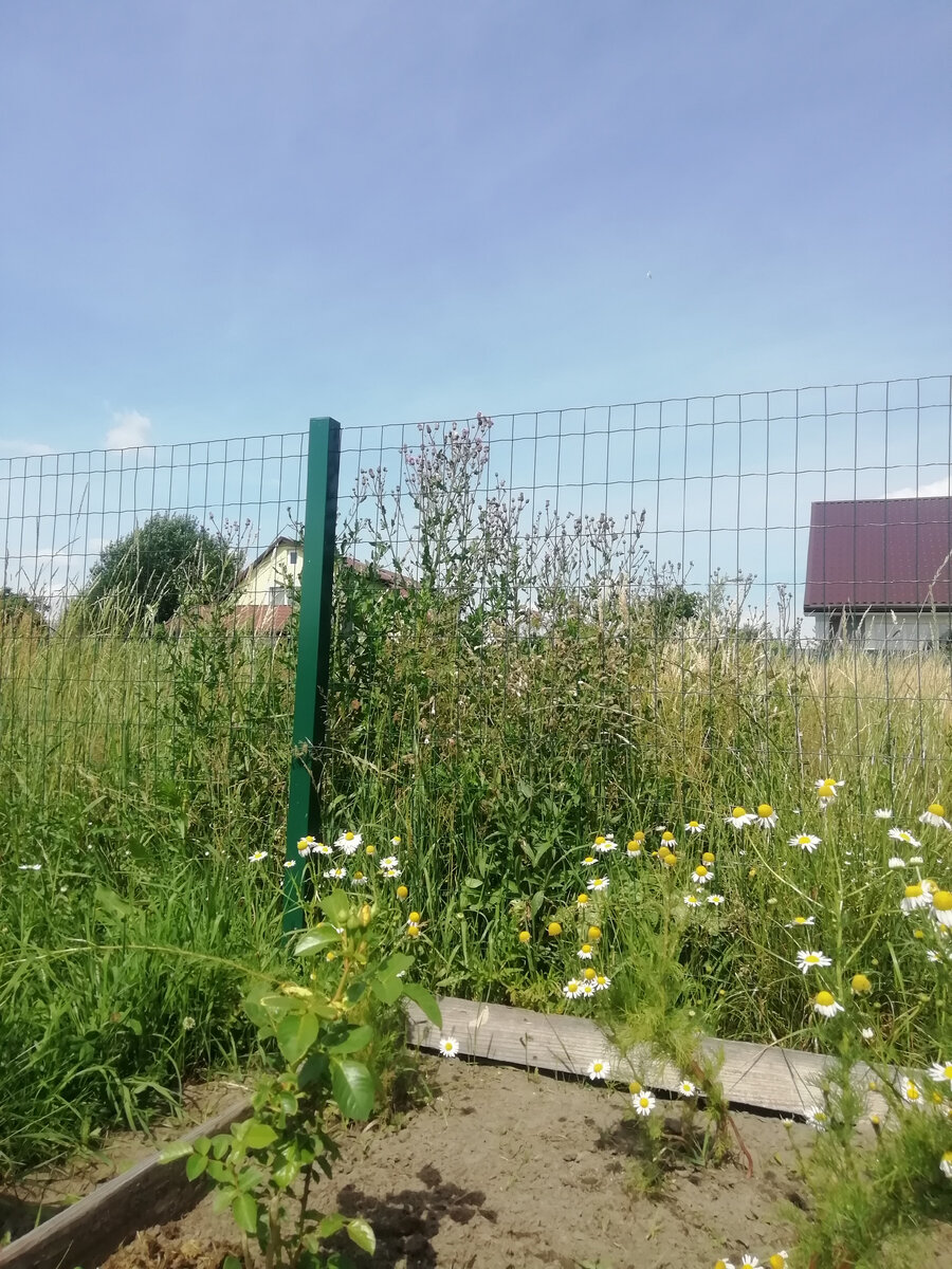 На переднем плане роза, на фоне чертополоха) 