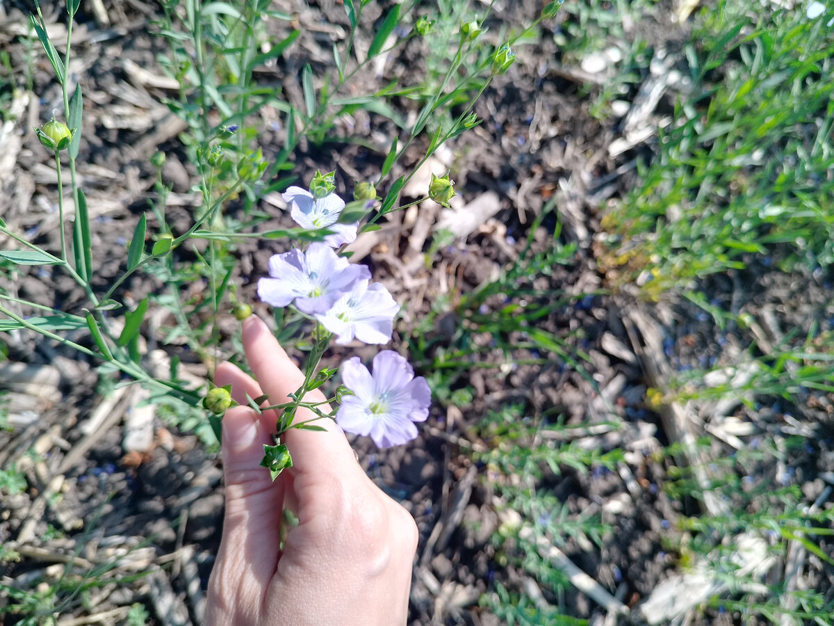 Очень величественный цветок