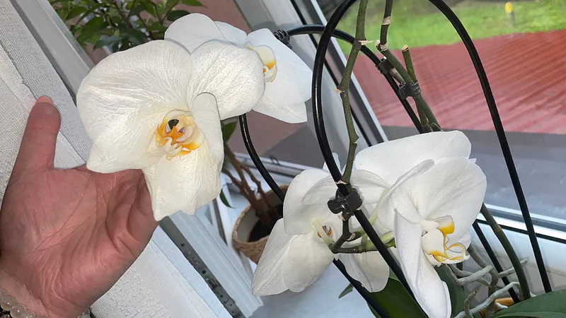 Orchideen sind wunderschöne, aber sehr anspruchsvolle Blumen. Sie verleihen jedem Interieur einen einzigartigen Charme und Eleganz.-3