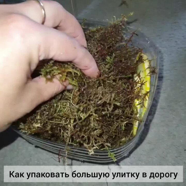 улитки ахатины