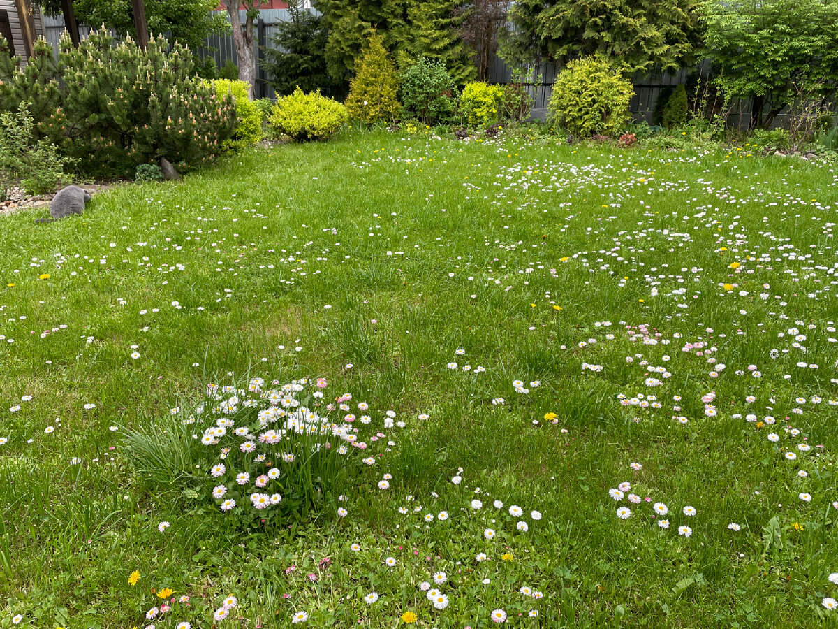 Лужайка с маргаритками