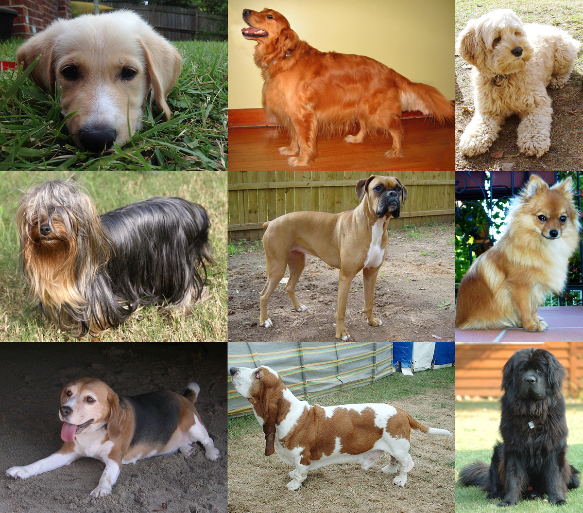 https://upload.wikimedia.org/wikipedia/commons/d/d9/Collage_of_Nine_Dogs.jpg