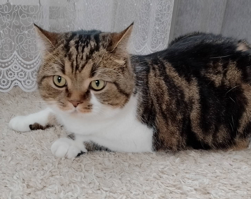 Наши красивые домашние животные