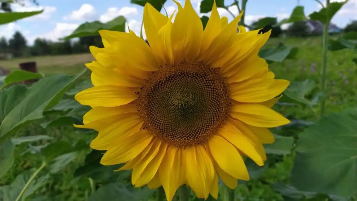 Фото:glavagronom.ru Посевы подсолнечника в перспективе ближайших трех лет будут снижаться