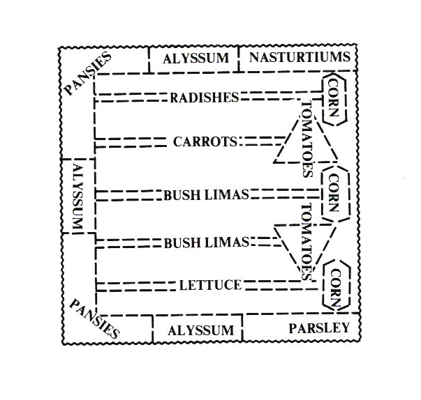 В нижнем и верхнем углу слева - анютины глазки. По левому краю в центре, наверху в центре и внизу в центре - алиссум. Справа наверху - настурции. Справа внизу - петрушка. Справа по внешней границе - кукуруза (3 растения). Рядом с ней в сторону центра - 2 растения томатов. Рядами сверху вниз - редис, морковь, фасоль лима (2 ряда), салат-латук.