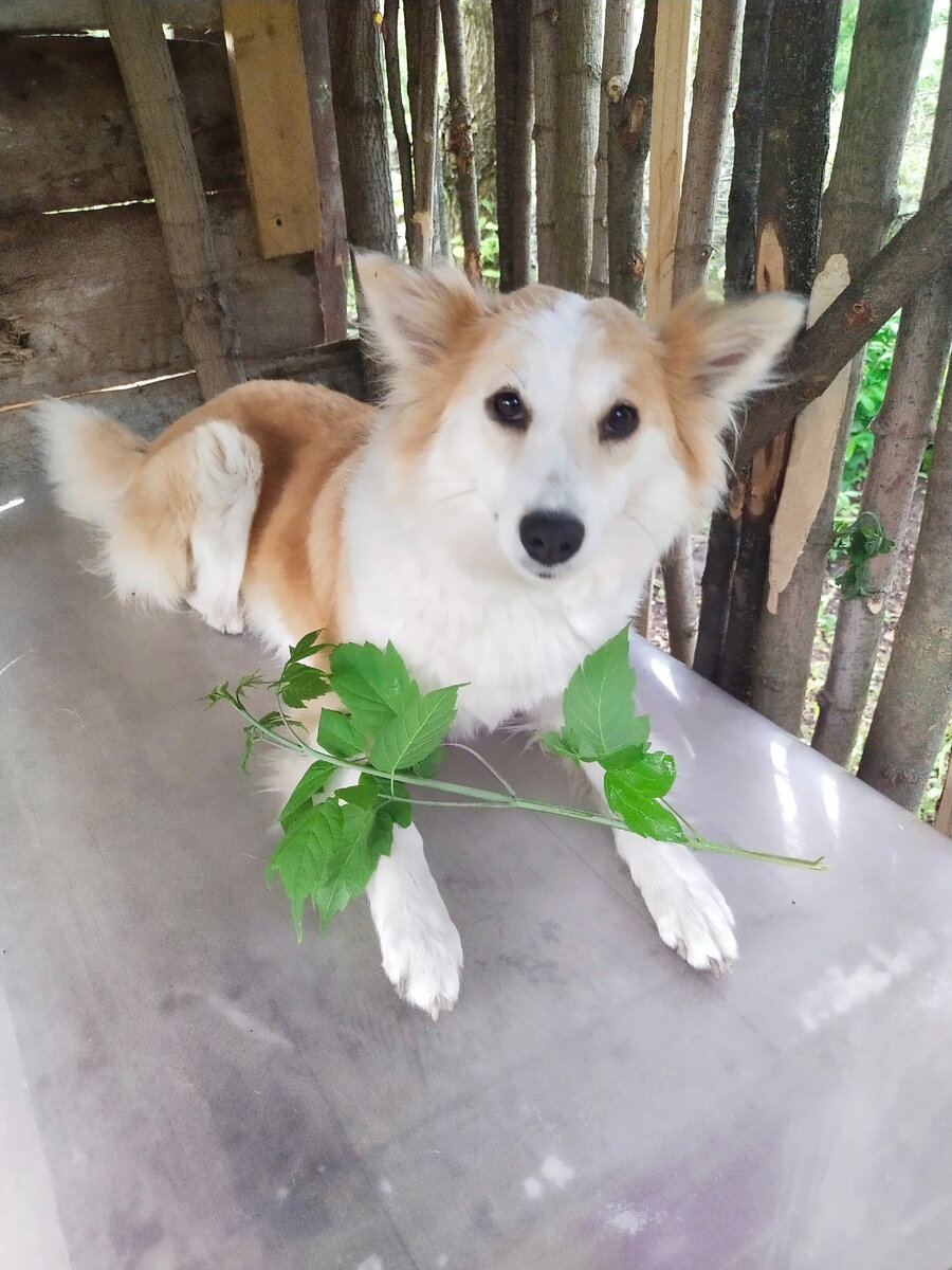 Королева листиков 