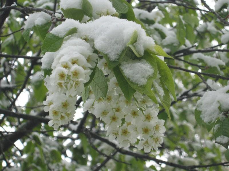 С майским снегом картинки