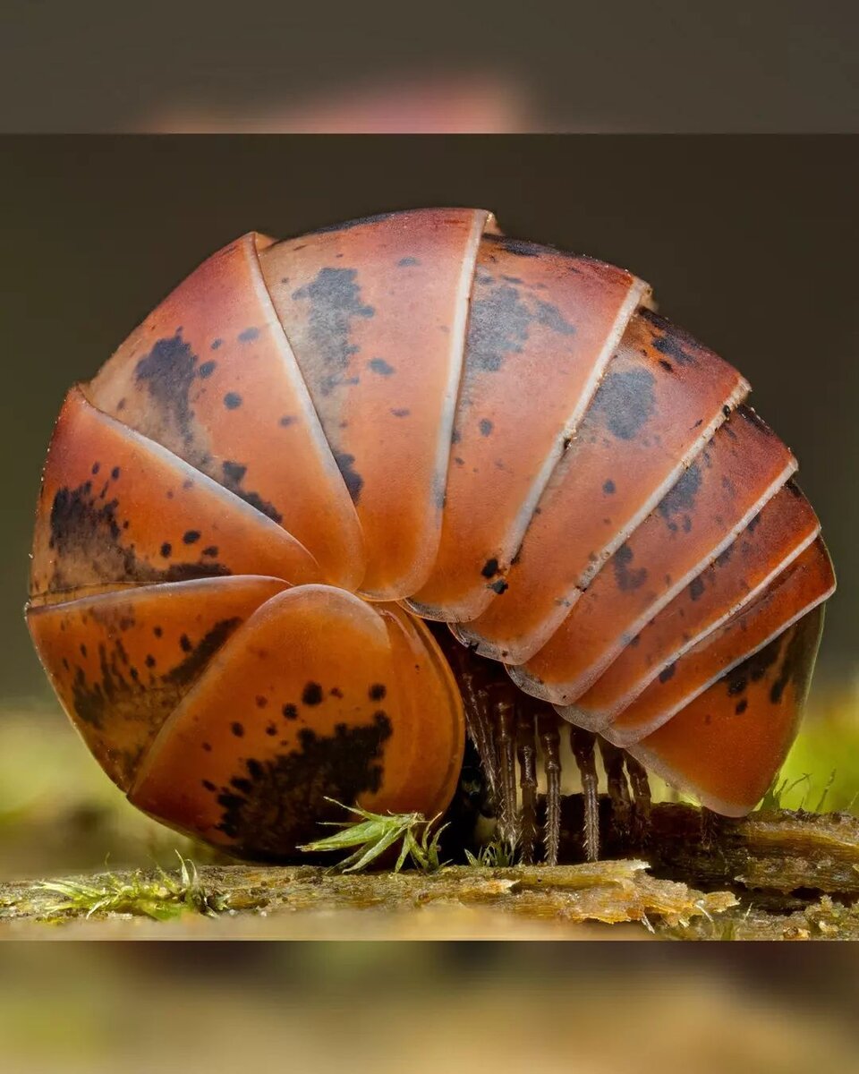 @macro_bug_hunter