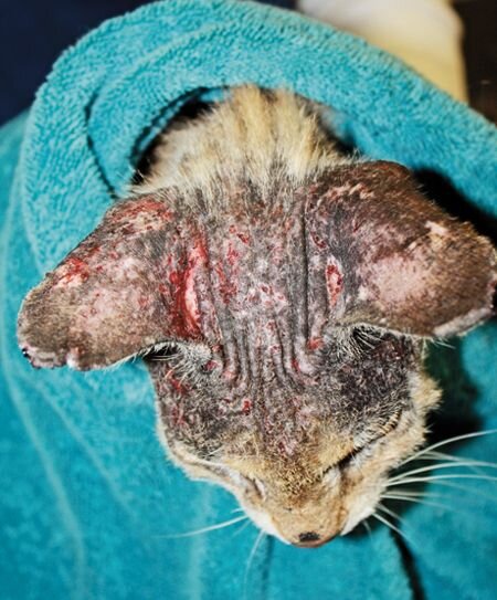 Абсцесс-нарыв, гнойное воспаление у кошек | Vetera
