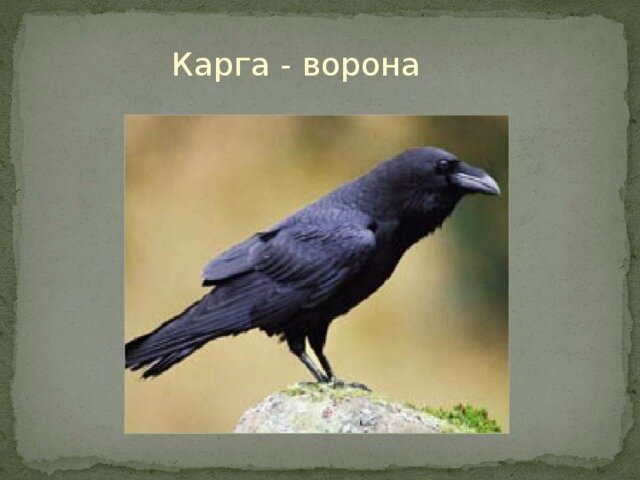 карга птица на русском языке. ошейниковый ворон. обряд карга боткасы. карга. Common raven ворон, ворона.