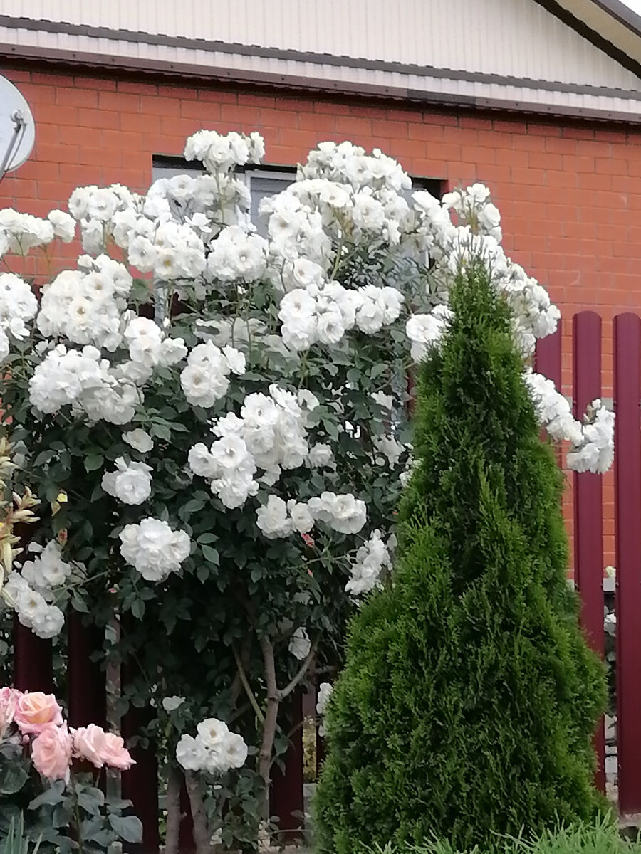 Огромный куст роз. Фото автора 