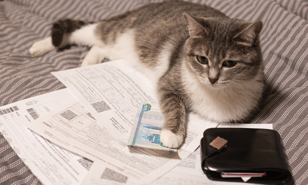 котик грустит над квитанциями-картинка из открытого доступа