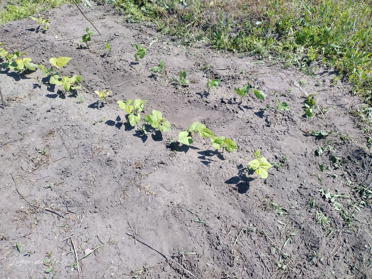 Дополола фасоль