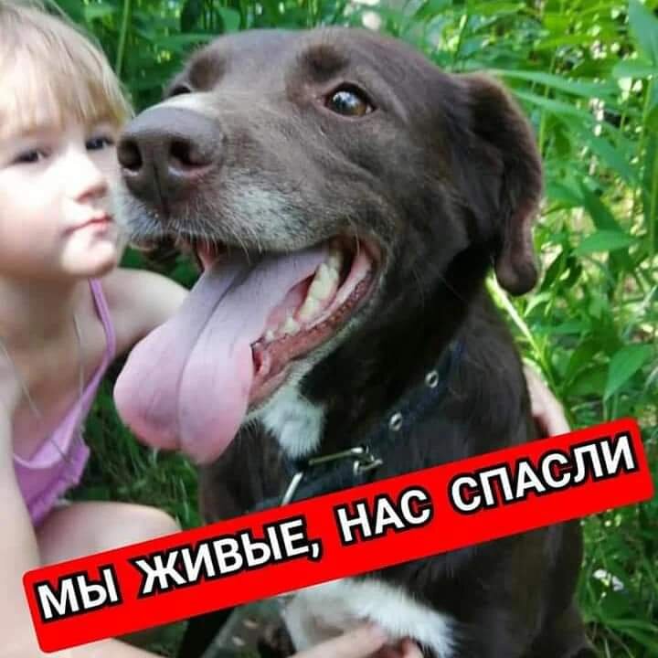    День для хвостика ,, 🐱🐕, мы не делали его на той неделе, но затрат ежедневно очень много, это и корм, наполнитель, передержки, на такое количество животных не успеваем писать   И так- каждую...-2