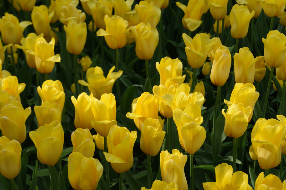 Тюльпаны из "Аптекарского огорода", фото автора, май 2023