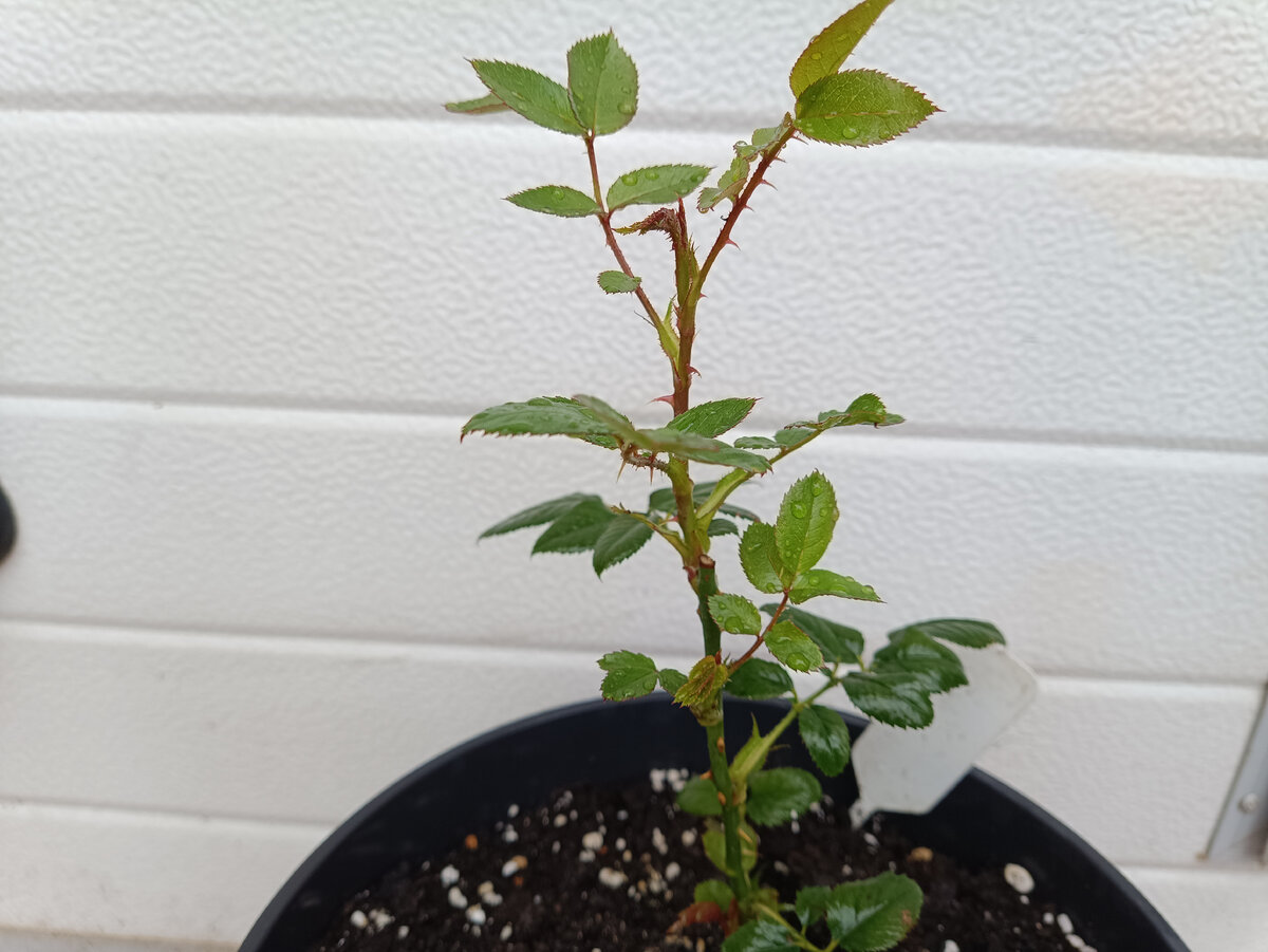 Саженец в вазоне, 2023