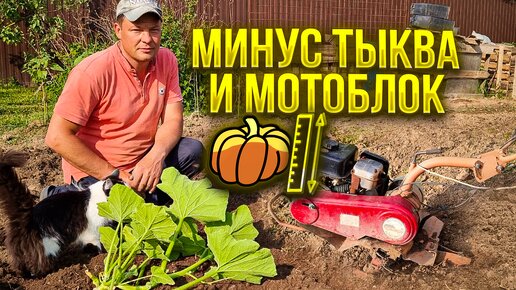 хотите вырастить гигантскую тыкву, никогда не сажайте ее одну!