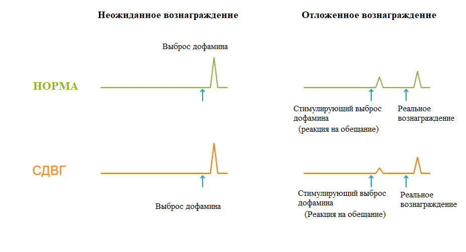 Выброс дофамина в момент вознаграждения работает одинаково. А вот обещания далёкого журавля в небе на СДВГшек явно действуют слабее, чем на норму, каким бы "журавль" прекрасным и желанным ни был.