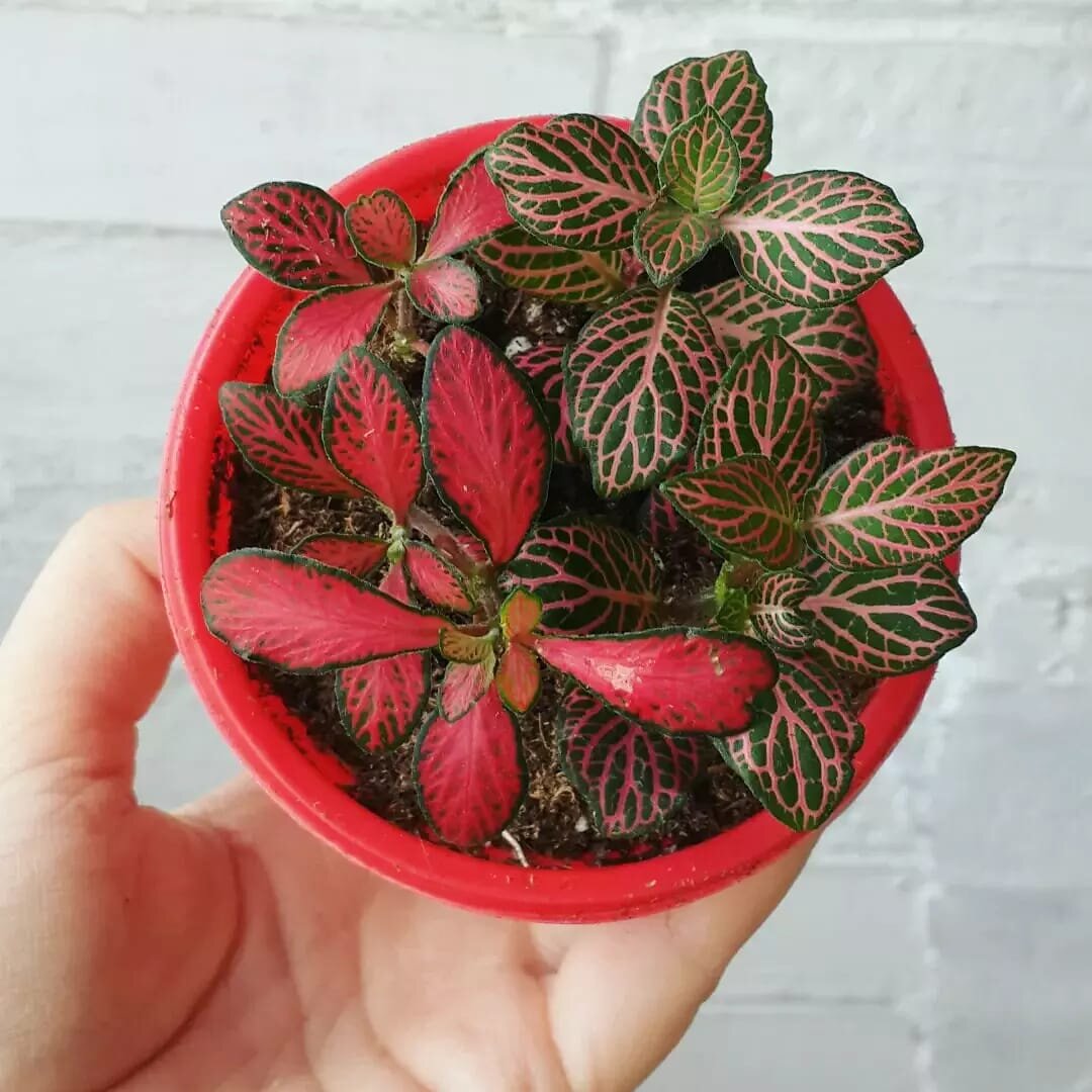 Особенно эффектно выглядит моя красная фиттония. 